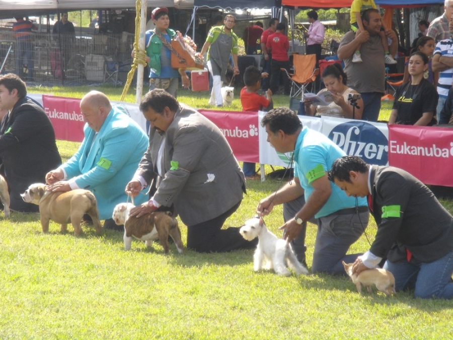 Con éxito se desarrolla exposición canina organizada por la Universidad Autónoma de Chiapas