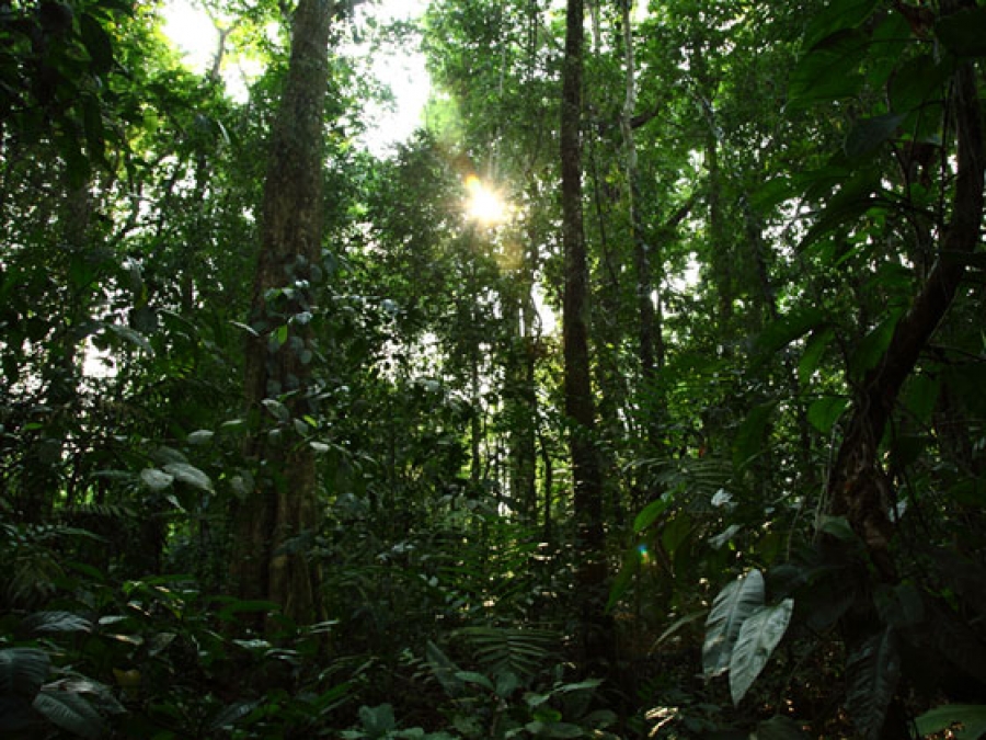 Realizarán investigadores de la UNACH estudio sobre mamíferos en Reserva Montes Azules