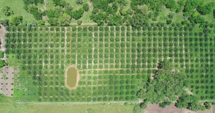 Desarrollan en la UNACH el proyecto  “Aplicación de Buenas Prácticas Agrícolas en el Cultivo de Palma de Aceite”
