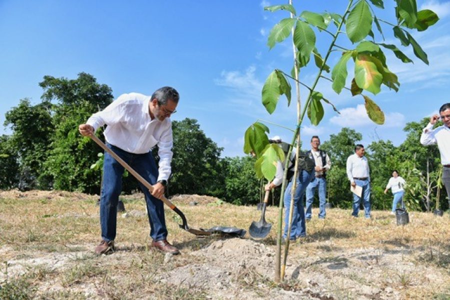 Intensifica UNACH reforestación de la Colina Ecológica Universitaria