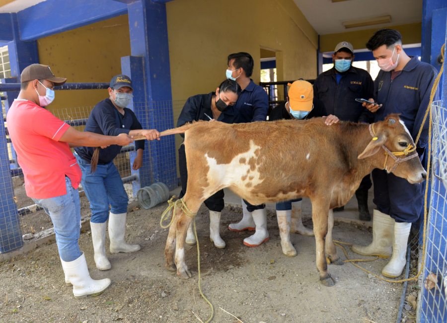 Desarrollan alumnos de la Facultad de Medicina Veterinaria y Zootecnia de la UNACH actividades académicas de campo