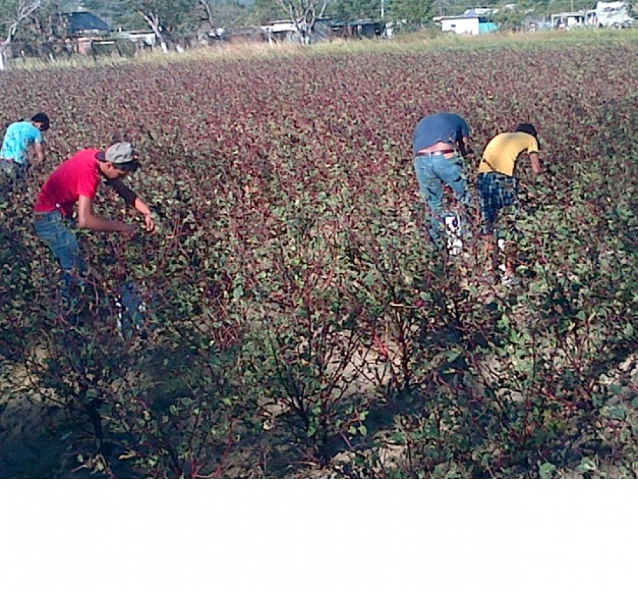 Elaboran estudiantes de la UNACH diversos productos a base de la flor de jamaica