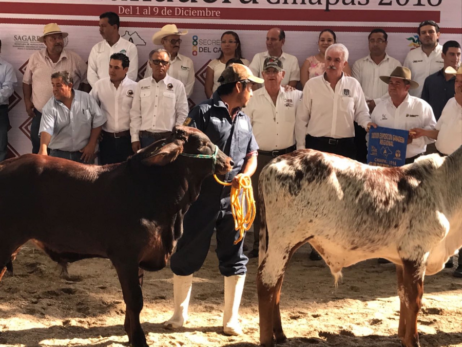 Reconocen calidad del hato ganadero de la UNACH en la Feria Chiapas 2016