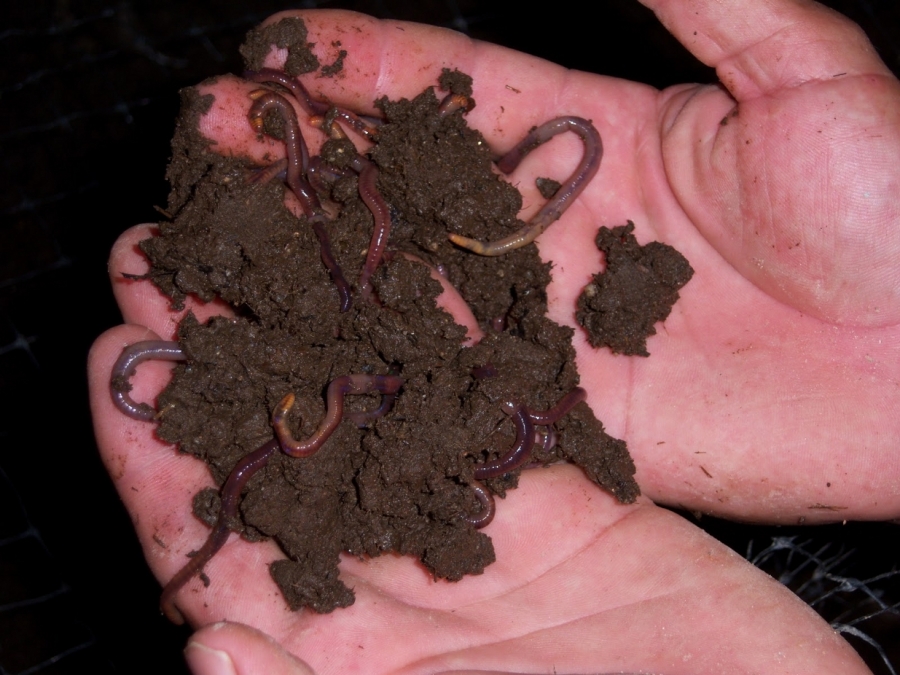 Capacitan a estudiantes de la UNACH en el desarrollo de método orgánico para cuidado y producción del campo  