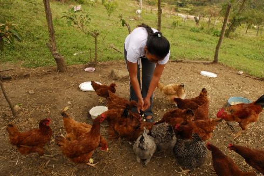 Desarrollará investigadora de la UNACH estudio sobre el impacto social de las actividades de traspatio rural