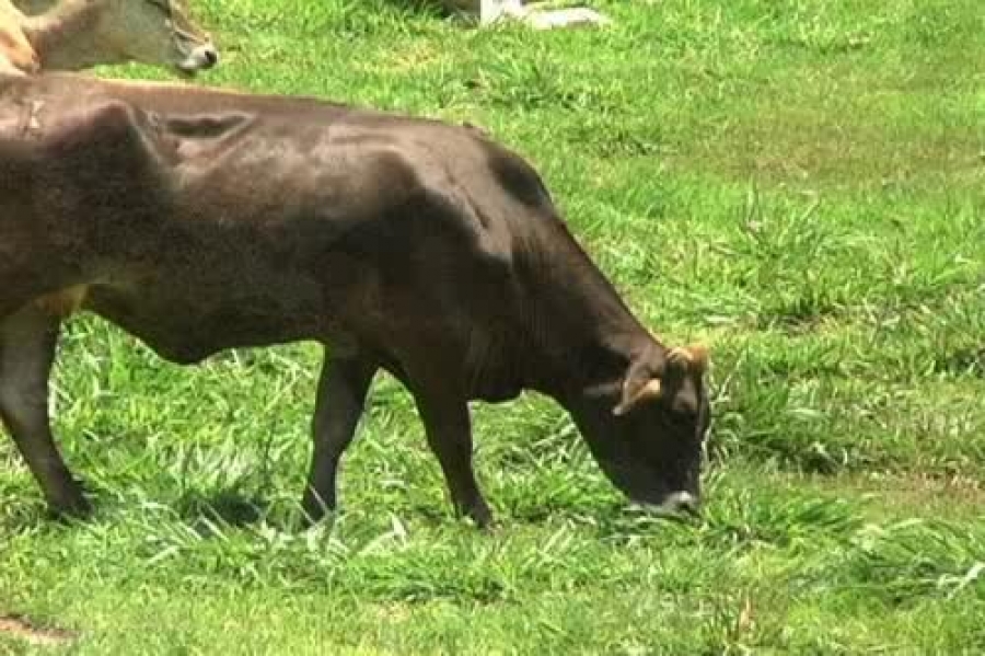 Realiza UNACH proyectos de investigación para el mejoramiento y recuperación del medio ambiente