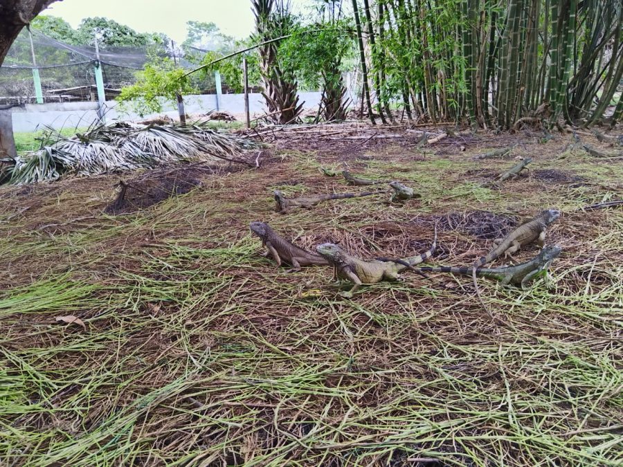 Diseñan estudiantes de la UNACH una UMA para la conservación de la Iguana Verde