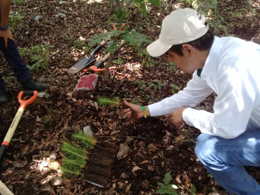 Aportan investigadores de  la UNACH  propuestas para la creación de una  nueva Ley General de Desarrollo Forestal Sustentable en Chiapas