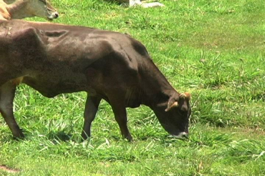 Trabaja UNACH y ejidatarios de Villaflores en alternativas para alimentar animales en época de estiaje