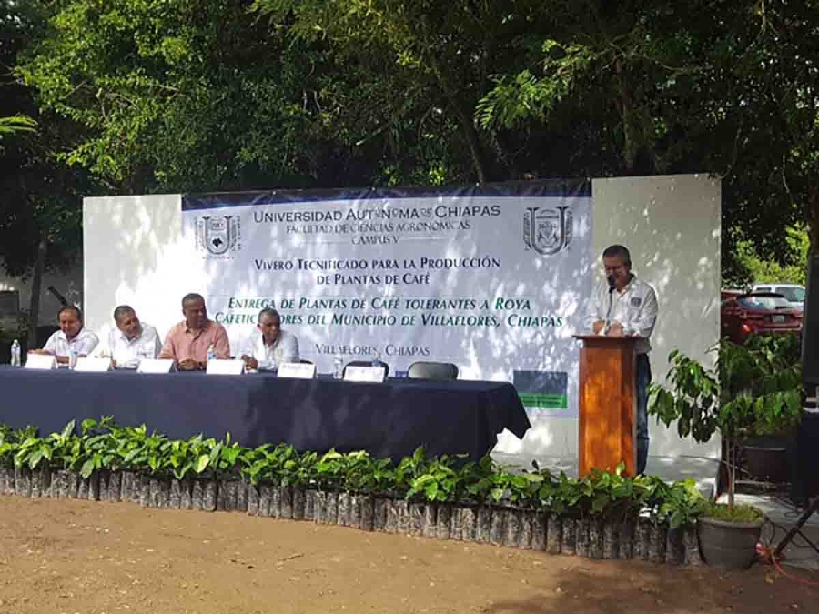 Entrega UNACH 170 mil plantas  de café a pro productores ejidales de la Región Frailesca