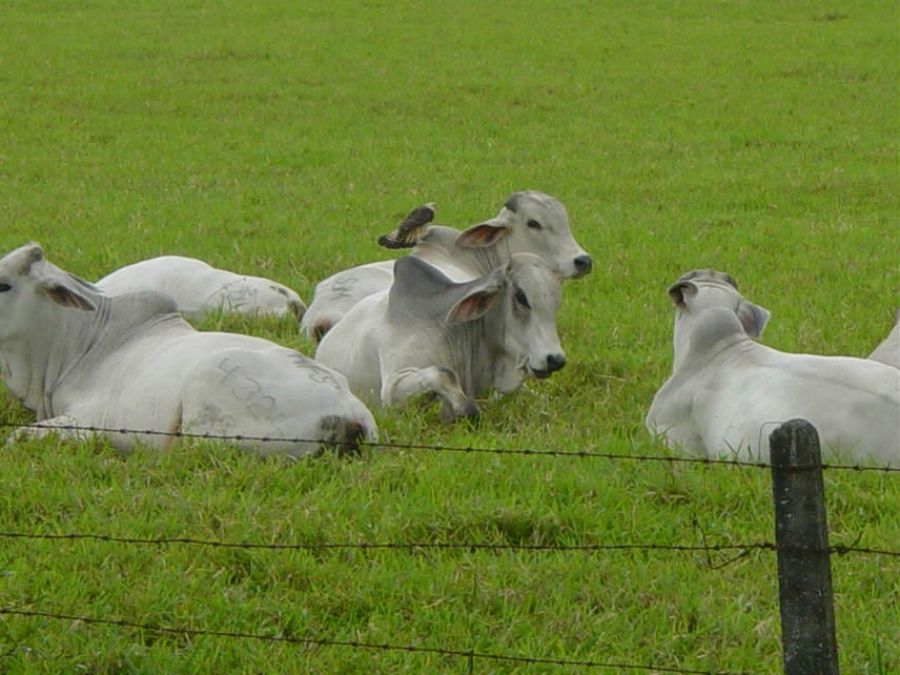 Desarrollan investigadores de la UNACH proyecto para elevar la producción de leche