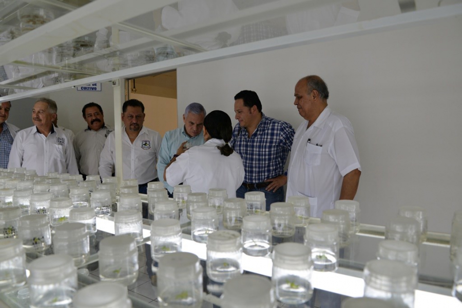 Desarrollan investigadores de la UNACH proyecto para controlar la roya del café
