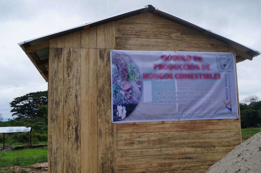 Capacitarán Investigadores de la UNACH a mujeres de Salto de Agua y Tila para cosechar hongos comestibles