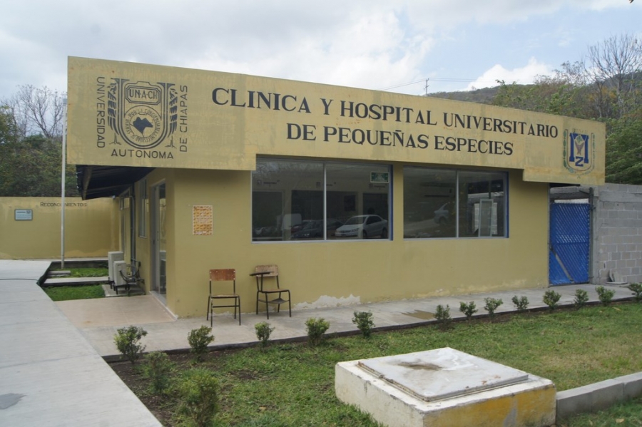  Ofrece UNACH atención médica profesional a pequeñas y medianas especies en la Clínica y Hospital Universitario