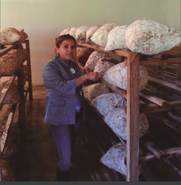 Académicos de la UNACH desarrollan investigaciones sobre las distintas especies de hongos que existen en Chiapas